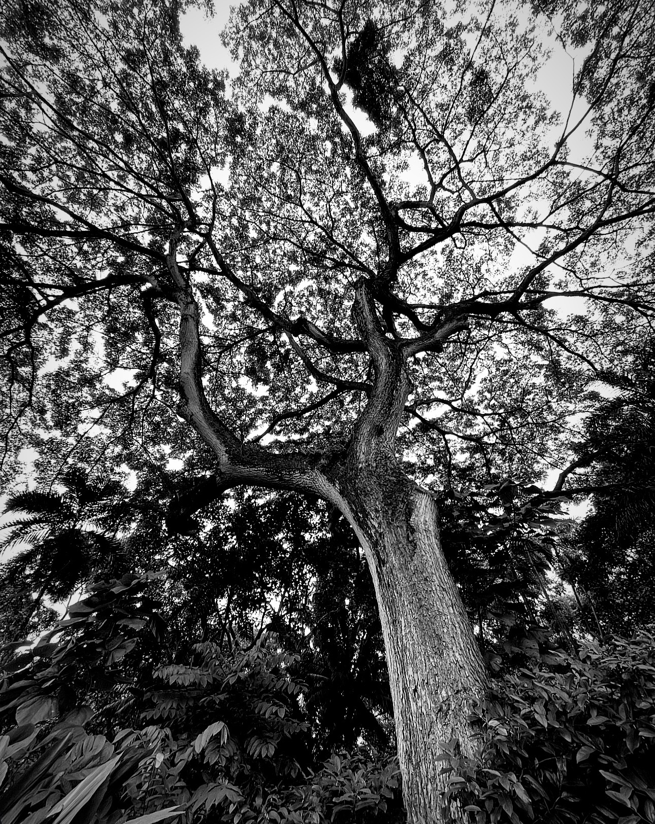 ʻĀina III — Canopy